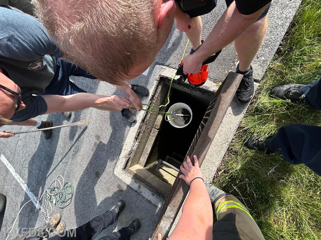 Baby Ducklings Rescued From A Storm Drain In Home Depot's Parking Lot ...